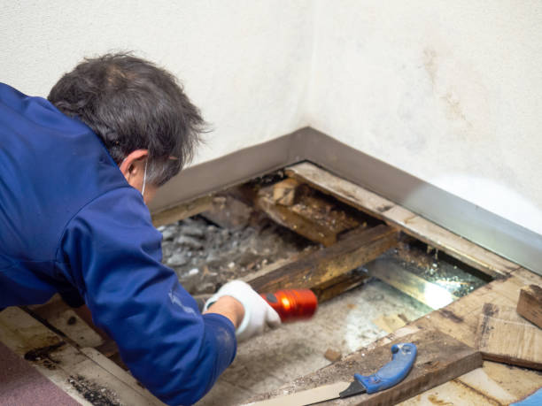 Best White Mold Remediation in Durand, IL