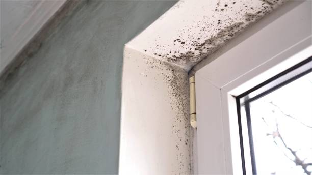 Best Bathroom Mold Remediation in Durand, IL