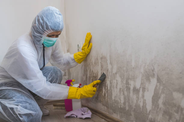 Best Emergency Mold Remediation in Durand, IL