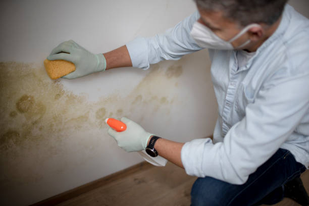 Best Attic Mold Remediation in Durand, IL