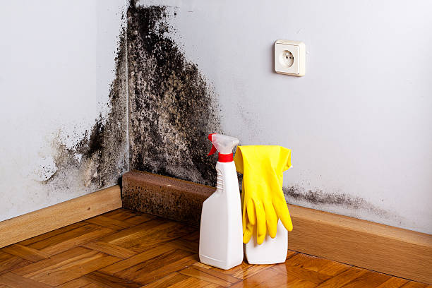 Best Insurance-Related Mold Remediation in Durand, IL